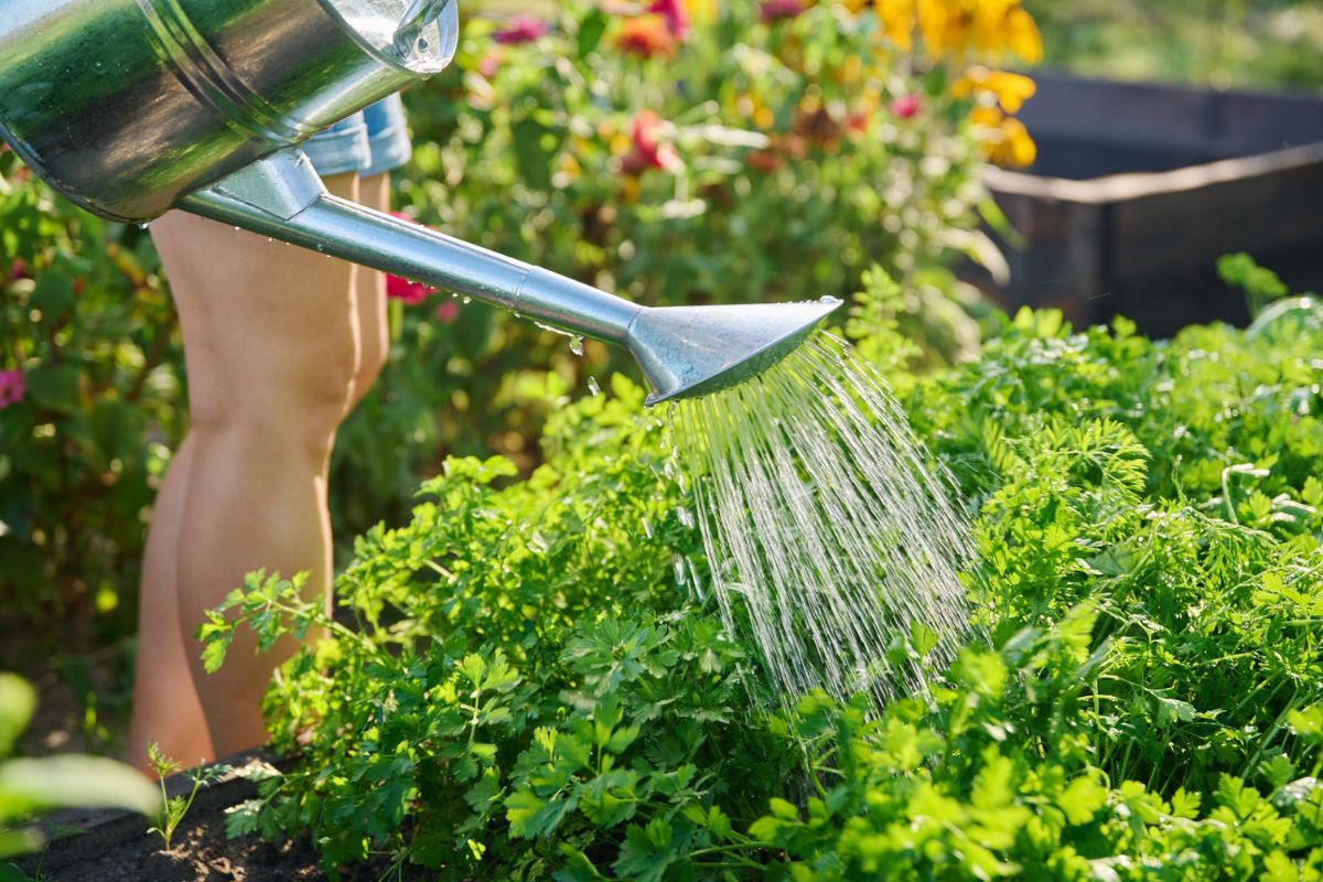 Quelle Est La Meilleure Heure Pour Arroser Mes Plantes ? » Ligne Jardin
