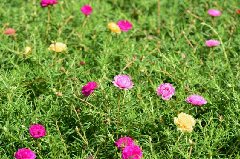 Engazonnement fleuri