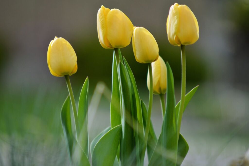 tulipe