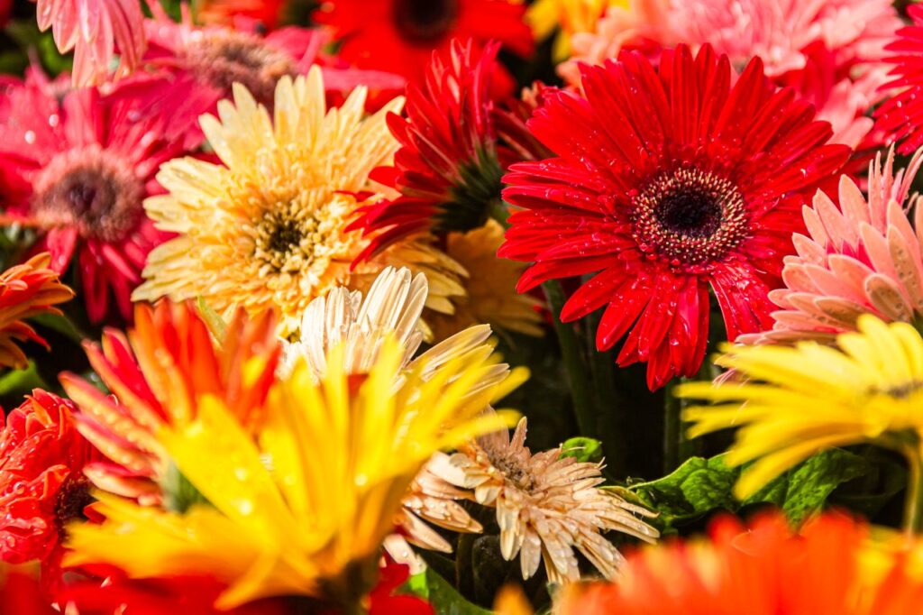 fleur