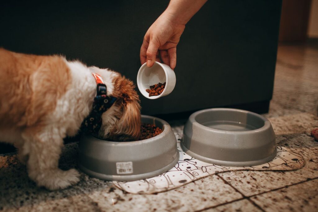 nourriture pour animaux